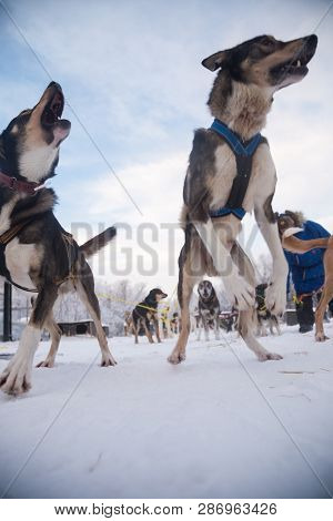 Alaskan Husky Sled Dogs Waiting For A Sled Pulling. Dog Sport In Winter. Dogs Before The Long Distan