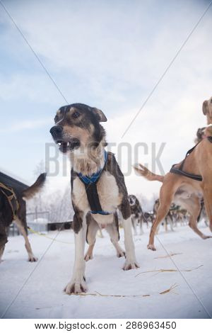 Alaskan Husky Sled Dogs Waiting For A Sled Pulling. Dog Sport In Winter. Dogs Before The Long Distan