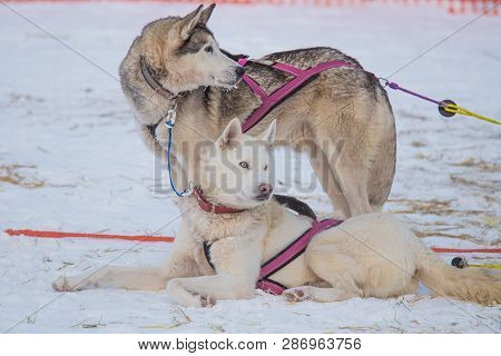 Alaskan Husky Sled Dogs Waiting For A Sled Pulling. Dog Sport In Winter. Dogs Before The Long Distan