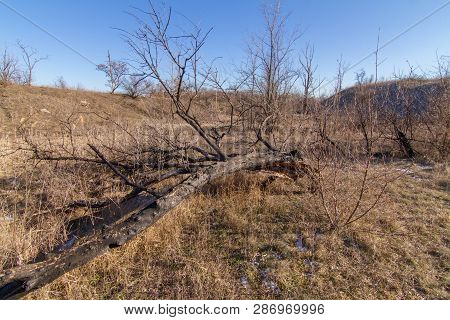 Morning Winter Snowless Landscape