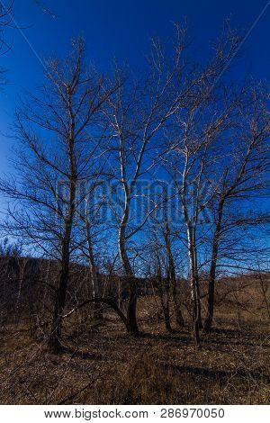 Morning Winter Snowless Landscape