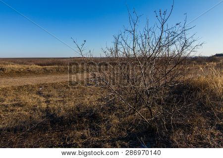 Morning Winter Snowless Landscape