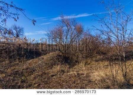 Morning Winter Snowless Landscape