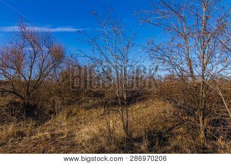 Morning Winter Snowless Landscape