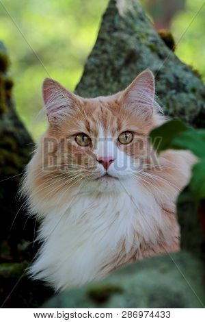 A Big Norwegian Forest Cat Male Lurking And Hiding In Garden