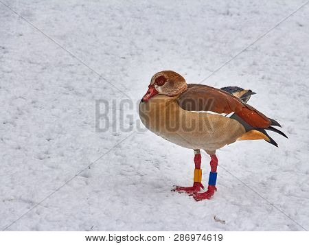 Goose In Winter In The Park In Winter