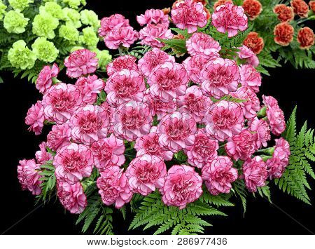 Carnation Flower Latin Name Dianthus Caryophyllus Farida