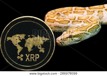 Concept Yellow Snake And Coin Cryptocurrency Xrp. Ripple.