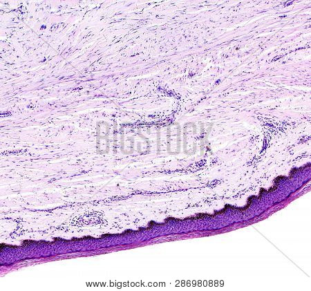 Histology Of Human Tissue, Show Skin As Seen Under The Microscope, 10x Zoom