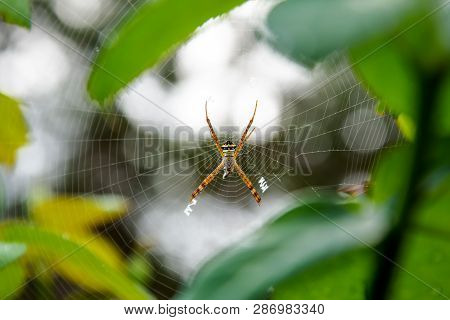 Female Of Argiope Keyserlingi