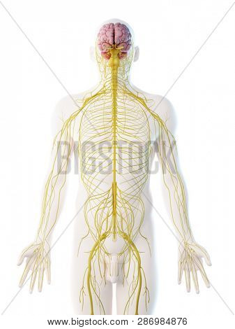 3d rendered illustration of a mans nervous system