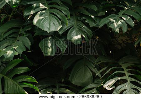 Monstera delicosa leaves textured background