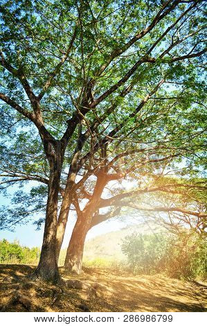 The Big Old Tree Of Samanca Saman Tree In Summer Daylight