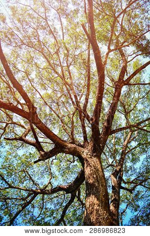 Looking Up On Tree / View Under Tree Of  Samanca Saman