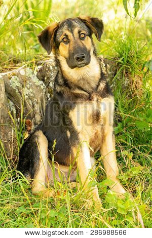 A 6 Month Old German Shepherd In The Shade Of A Tree
