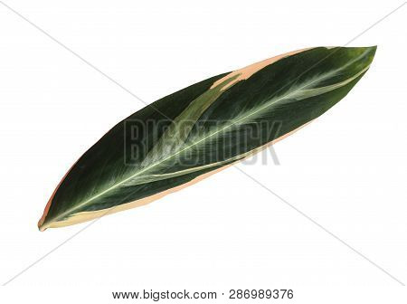 Leaf Of Tropical Stromanthe Plant Isolated On White