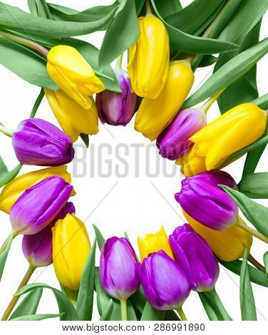 A Lot Of Colorful Tulips On White Background