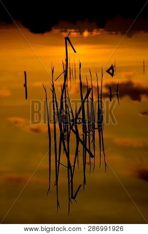Silhouette Of Grass Sticking Out Of The Water