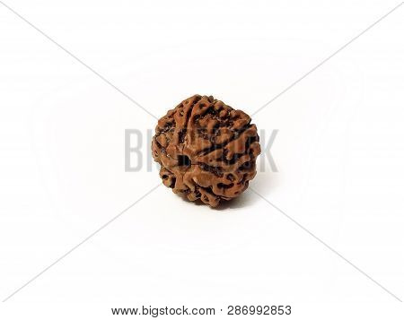 Rudraksha Holy Seed Isolated On White Background