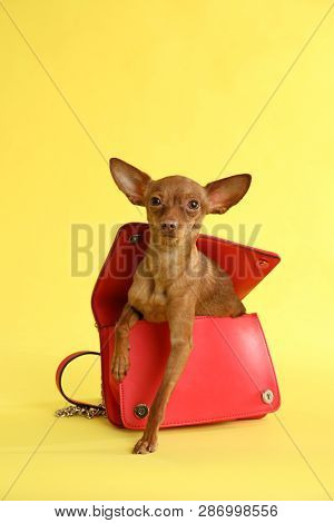 Cute Toy Terrier In Female Handbag On Color Background. Domestic Dog