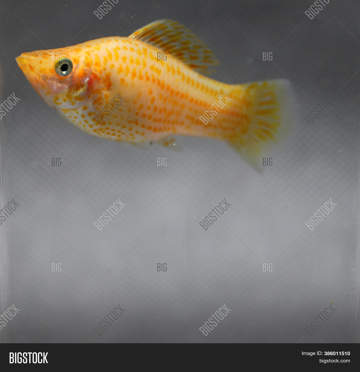 Orange Sailfin Molly Image & Photo (Free Trial) | Bigstock