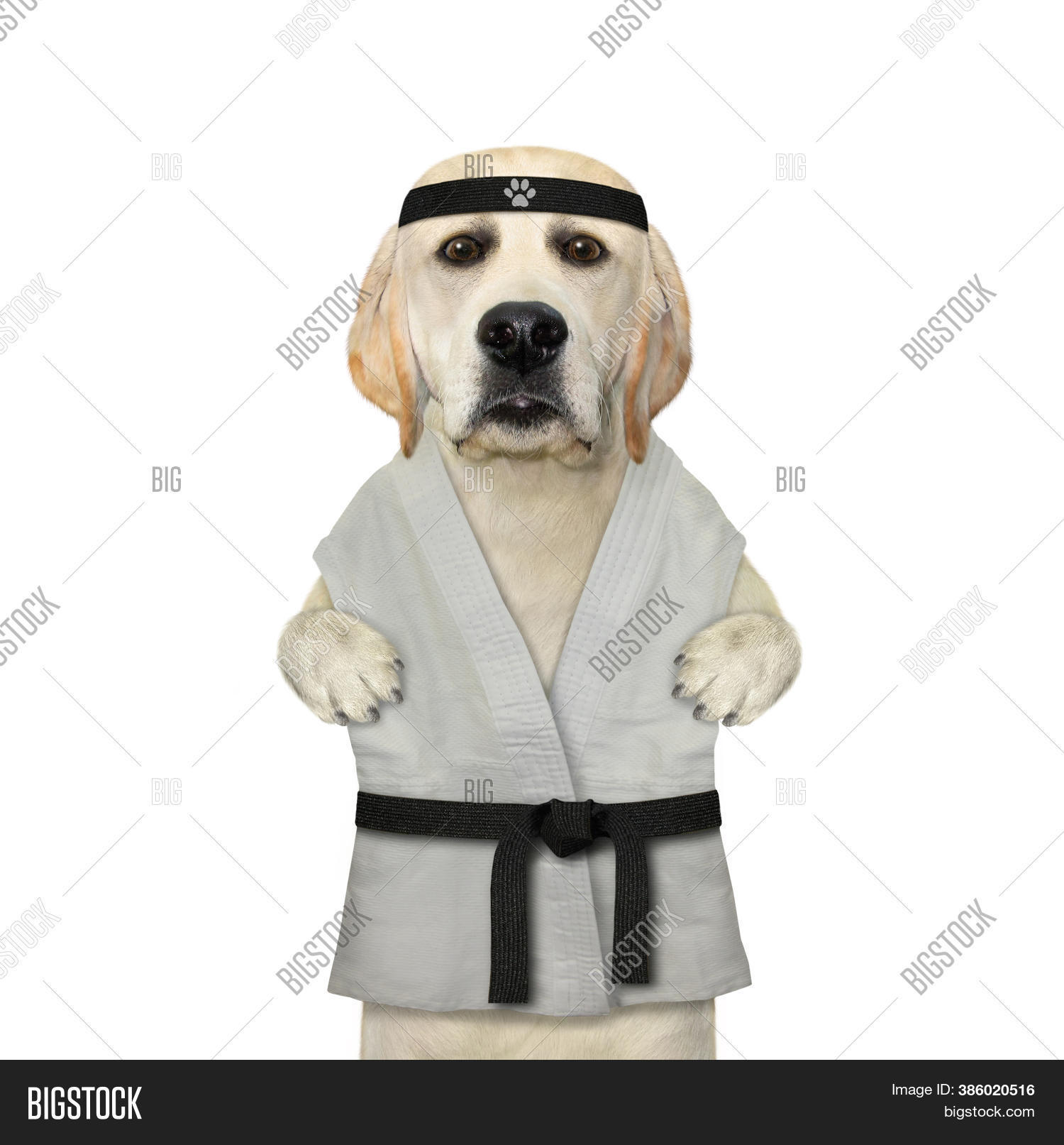 Dog Karate Athlete Image & Photo (Free Trial) Bigstock
