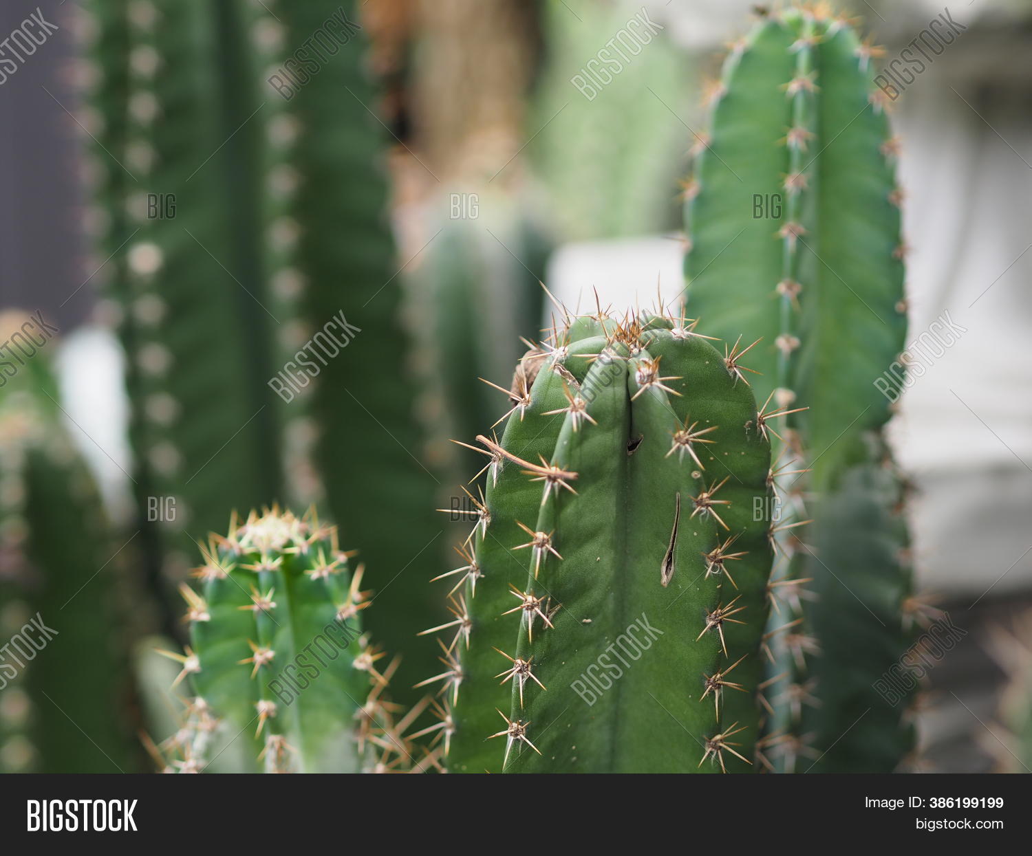 Cactus Tree Green Image & Photo (Free Trial) | Bigstock