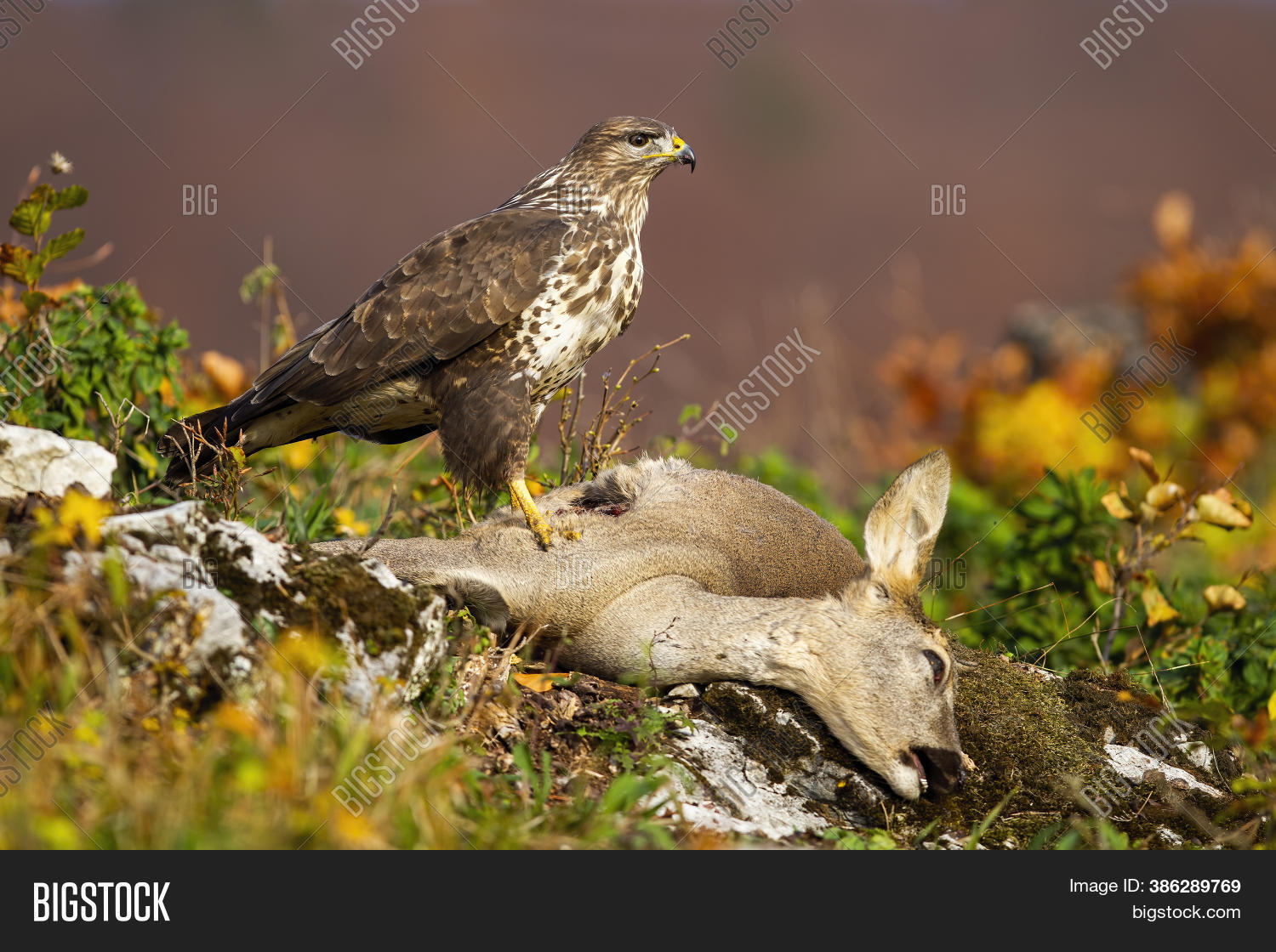 Common Buzzard Image & Photo (Free Trial) Bigstock