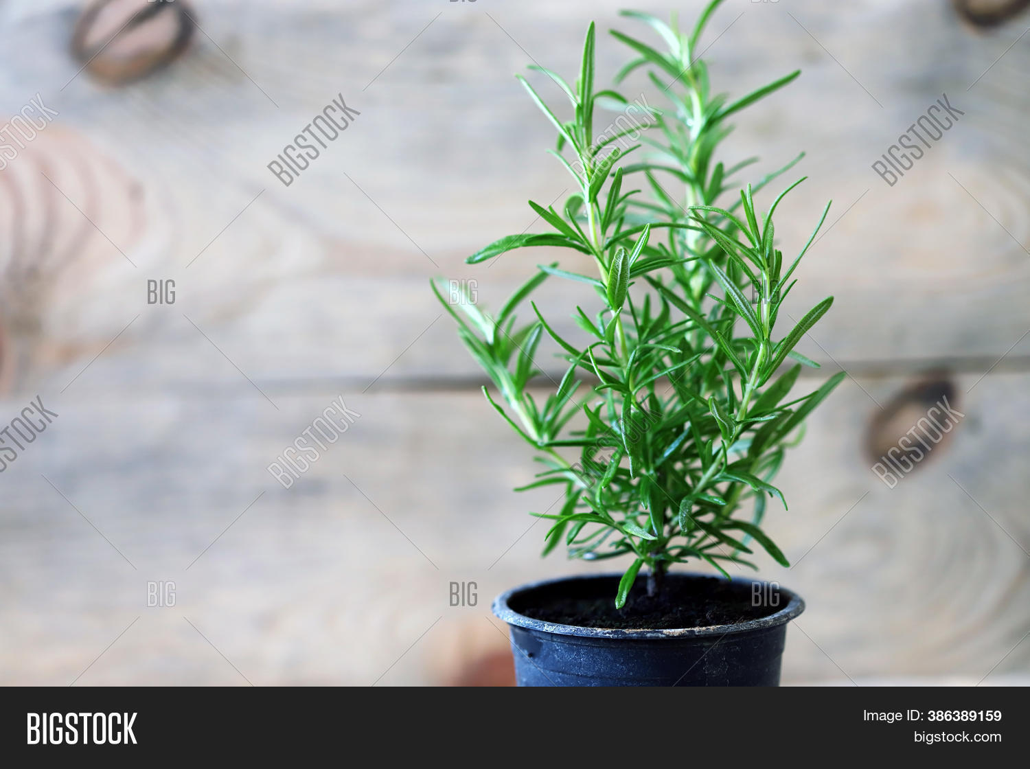 Rosemary Grows Pot. Image & Photo (Free Trial) Bigstock