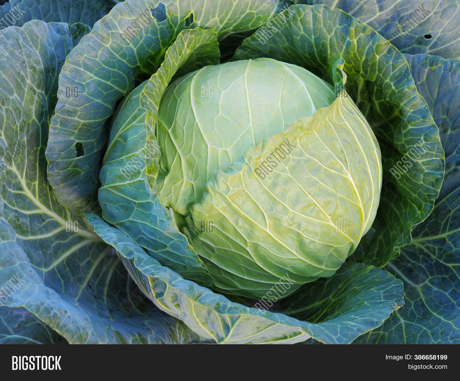 Ripe Head Cabbage. Image & Photo (Free Trial) Bigstock