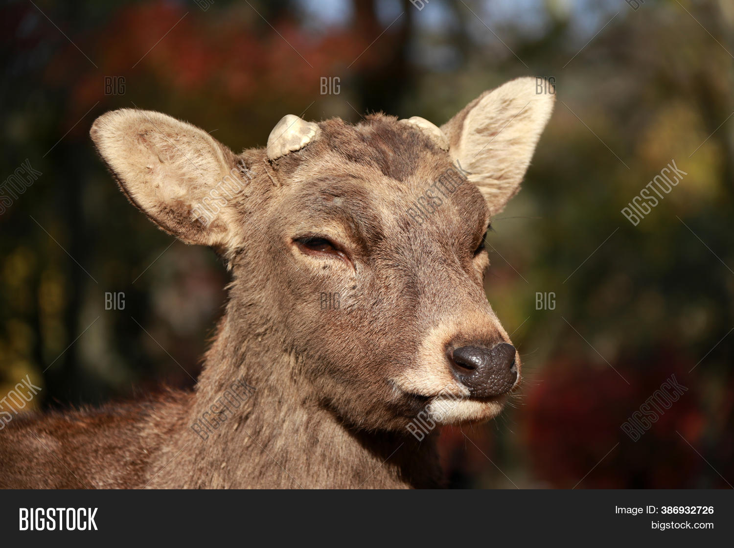 Closeup Deer Cut Off Image Photo Free Trial Bigstock