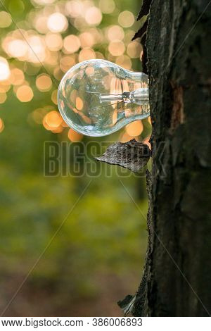 A Light Bulb Grows From A Tree Trunk As A Symbol Of Renewable Energy