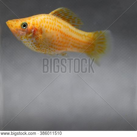 Orange Sailfin Molly Fish In The Water Glass Box. The Female Is Bigger. The Ovary Is More Pronounced