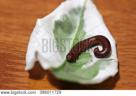 Millipede With White And Green Leaf On The Wooden Floor. It Is A Myriapod Invertebrate With An Elong