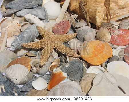 Seashells