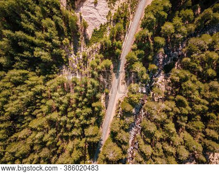 Road Passing Through Pine Forest In Corsica