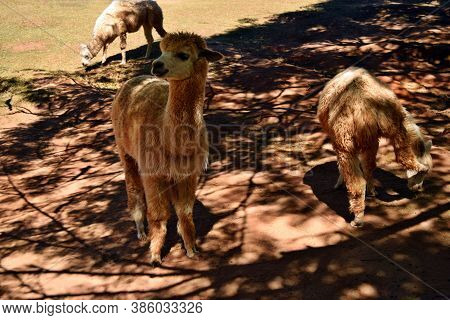 A Beautiful And Funny Brown Lama Smile On A Farm In Australia