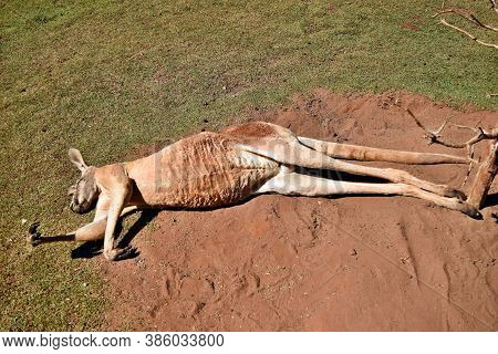 Very Muscular Wild Red Kangaroo Lying With Hand Up On The Ground In Queensland, Australia