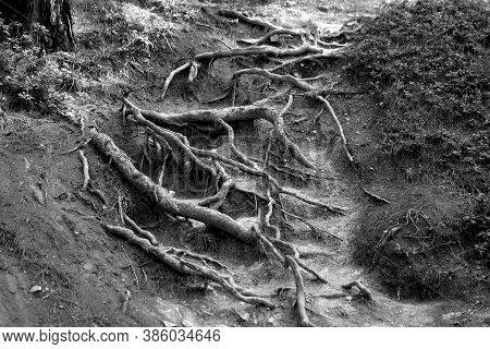 Photo Background Tree Roots In A Dense Forest
