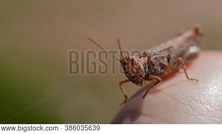 An Ordinary Cricket Close-up, A Grasshopper Sitting On His Hand