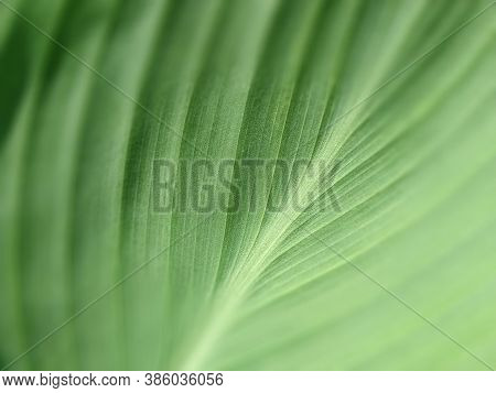 Abstract Striped Green Natural Background, Details Of Banana Leaf Or Hosta. Vintage Tone With Soft F
