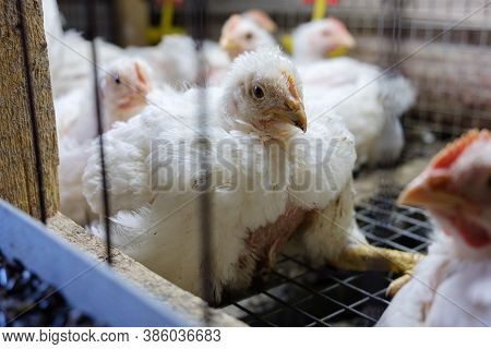The Brazen Look Of A Broiler Chicken