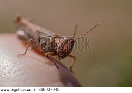 An Ordinary Cricket Close-up, A Grasshopper Sitting On His Hand
