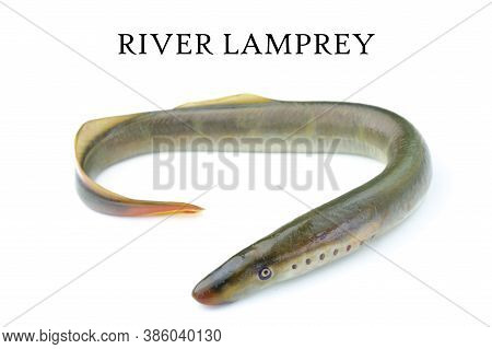 Lamprey River, Isolated White Background, Freshwater Fish Species Of Predator Family Of Jawless Mina