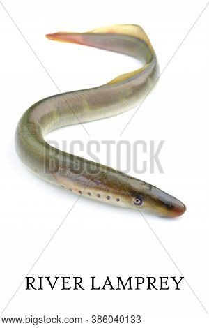 Lamprey River, Isolated White Background, Freshwater Fish Species Of Predator Family Of Jawless Mina