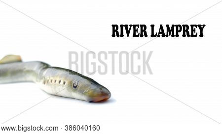Lamprey River, Isolated White Background, Freshwater Fish Species Of Predator Family Of Jawless Mina