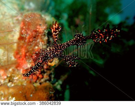 Black Pipe Fish Hanging In The Current Above The Reef, Raja Ampat, Indonesia