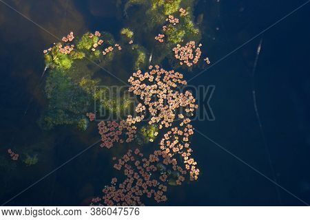 Natural Pond With Green And Red Water Plants In Pulo Do Lobo Waterfall In Mertola, Portugal At Sunse