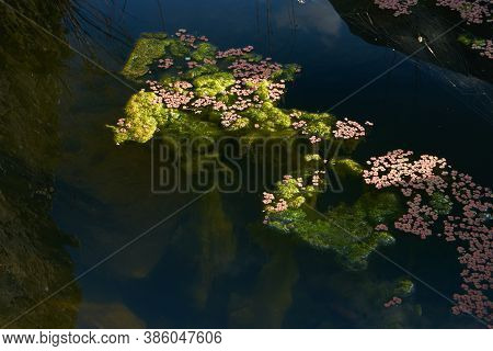 Natural Pond With Green And Red Water Plants In Pulo Do Lobo Waterfall In Mertola, Portugal At Sunse