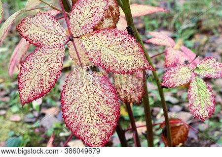 Leaves Of Blackberry. Autumn Leaf Of Blackberry. Red Leaves